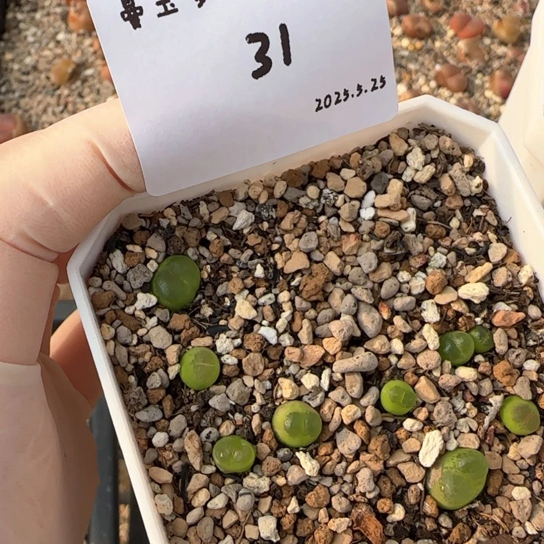 加****奶多肉多肉多肉5.25-031