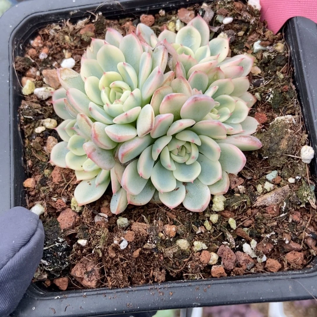 350忌廉锦多肉植物多肉