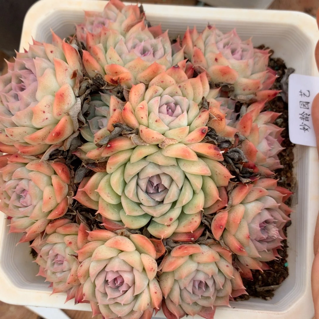 2708杂交精品基地13厘米