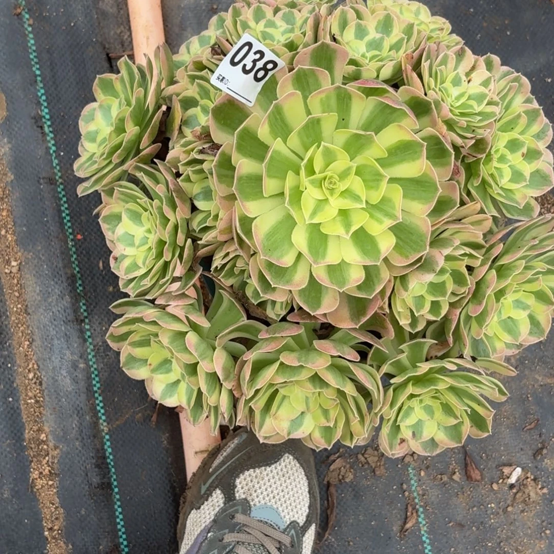 038大粉雨芙蓉多肉植物发货