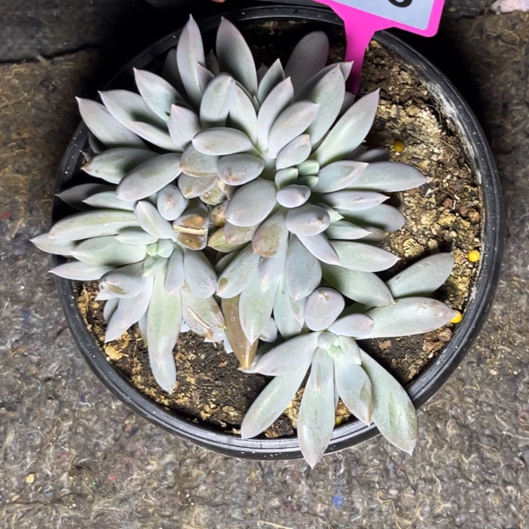 ****間多肉植物彩体胖体哥特216