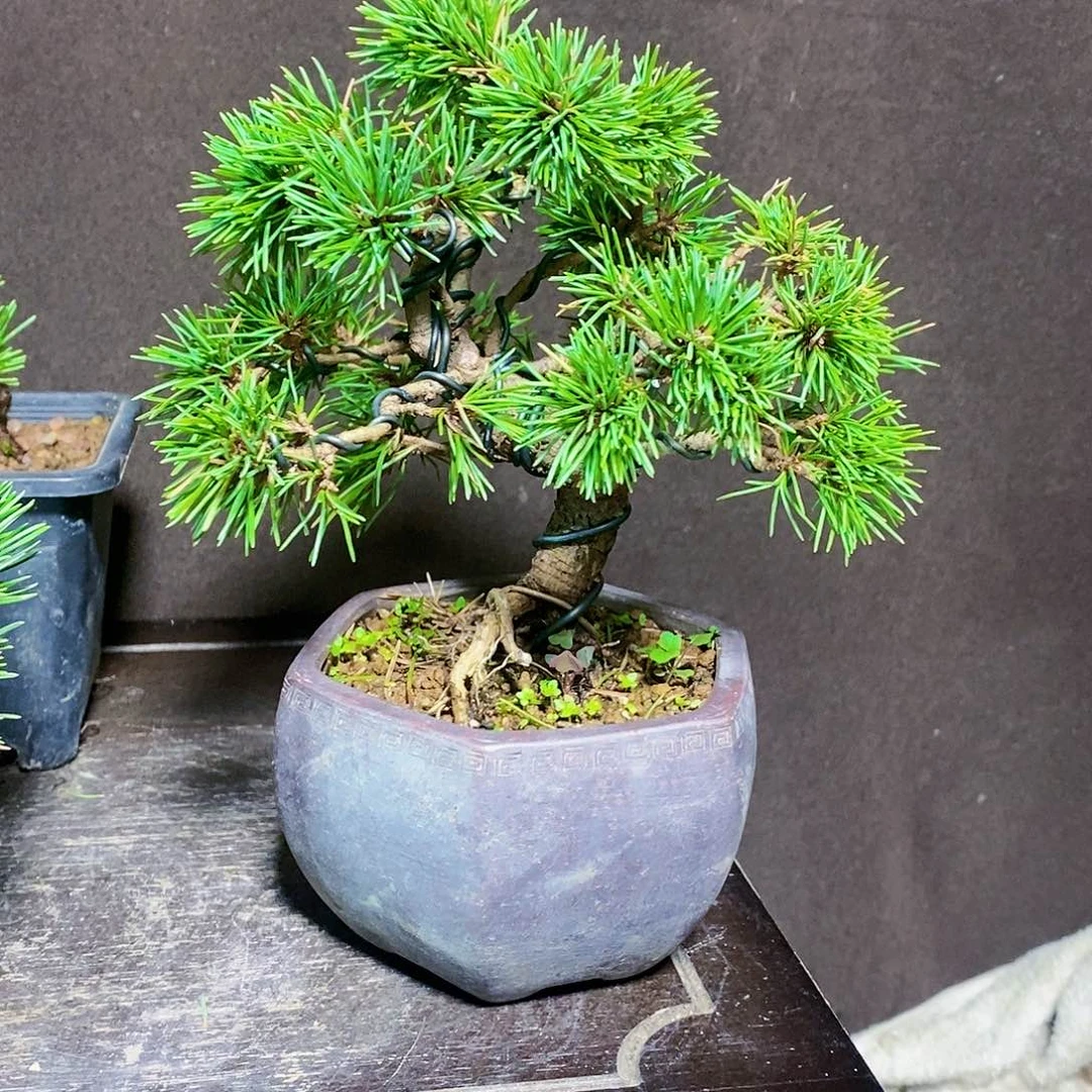 【闪购商品】无花朵L**?盆景