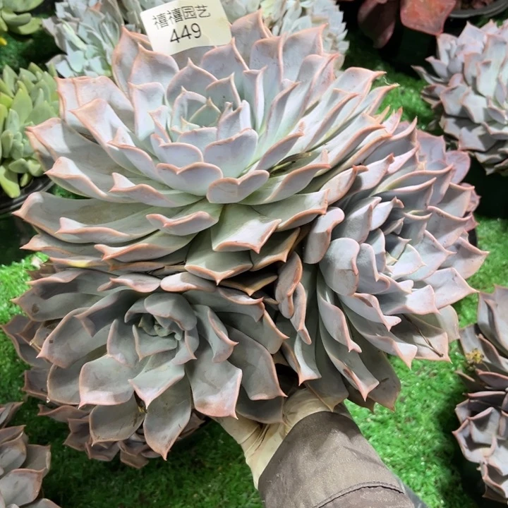 449露西娜多肉植物