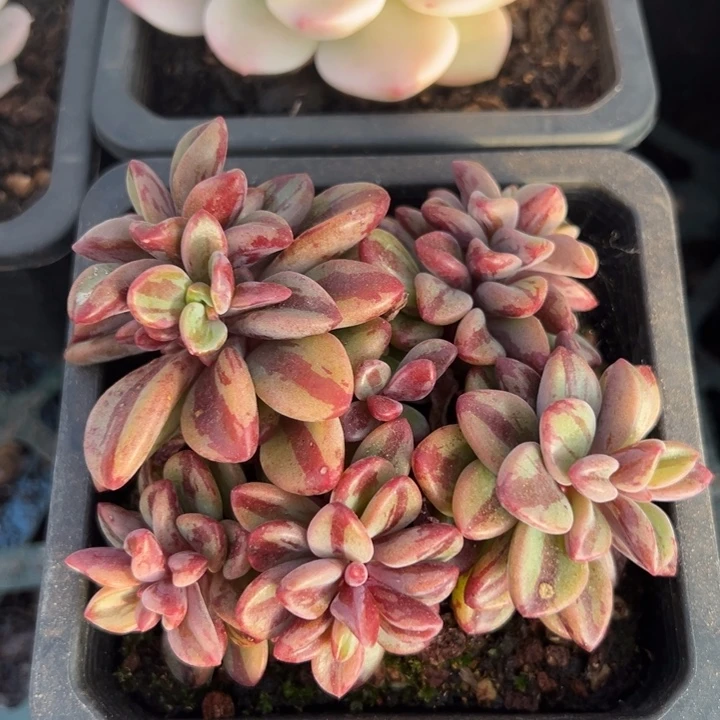 紫星中斑锦一物一拍