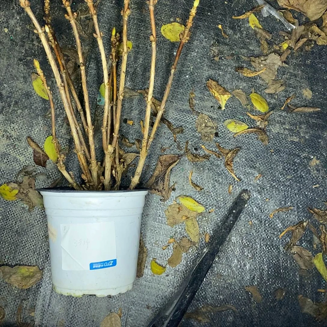 圈***达当前无花栽培后可以开花魔幻樱桃红