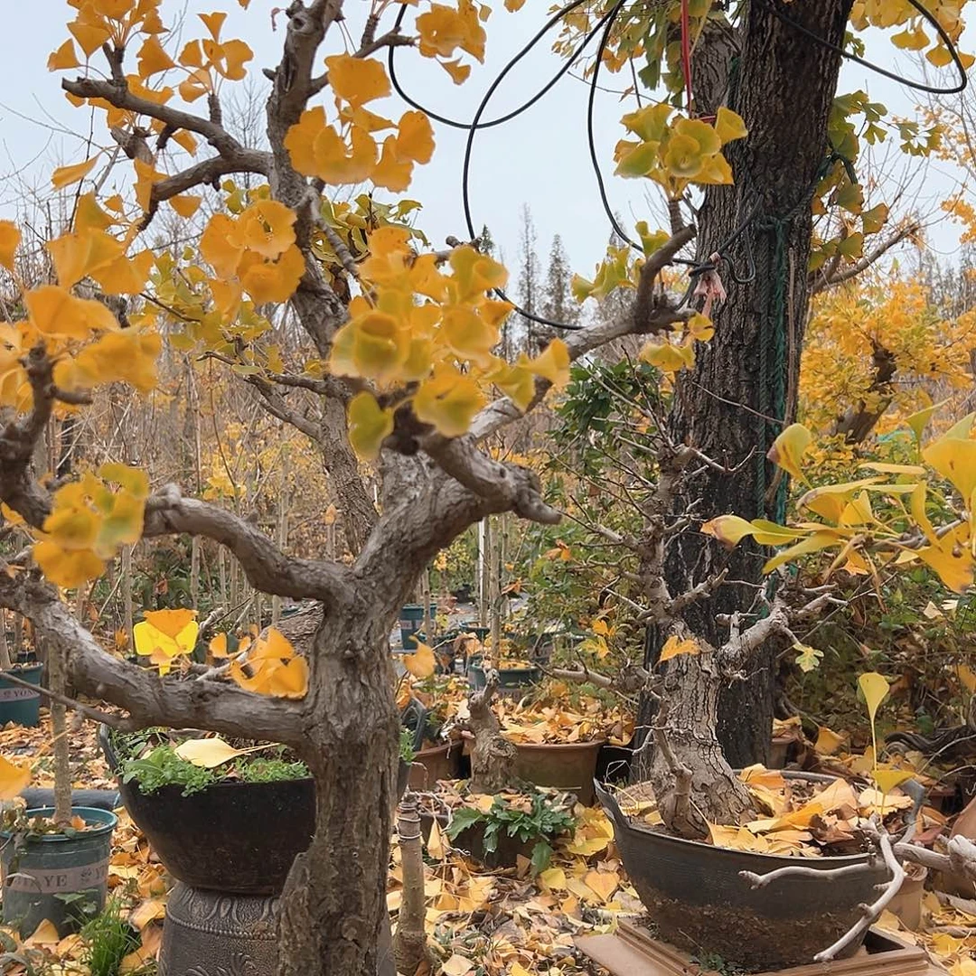 恋***飞无花朵银杏盆景是以植物