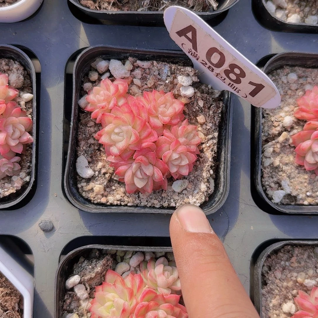 A081麦秆一物一拍