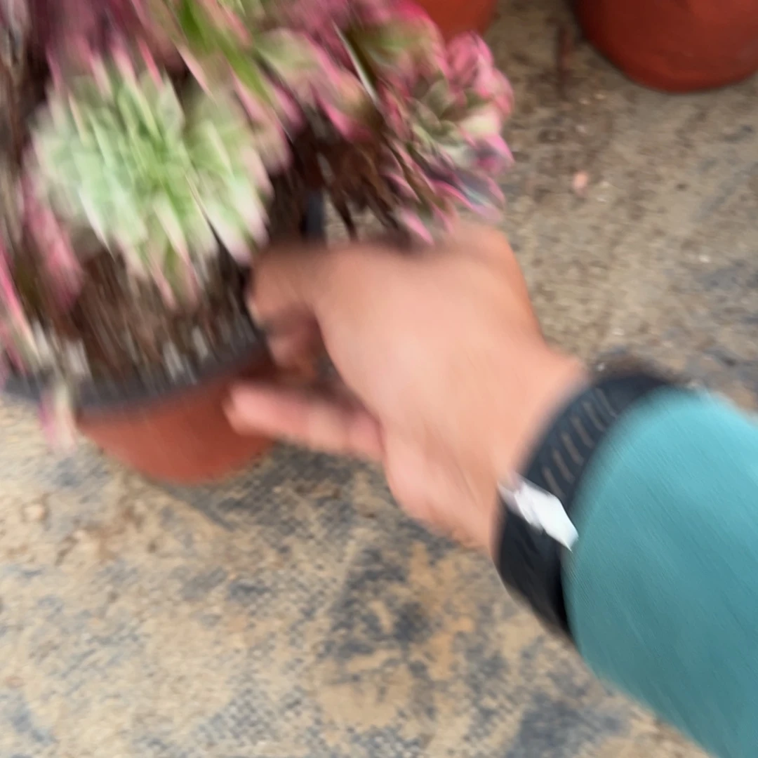 文***成244同花顺多肉植物法师多肉