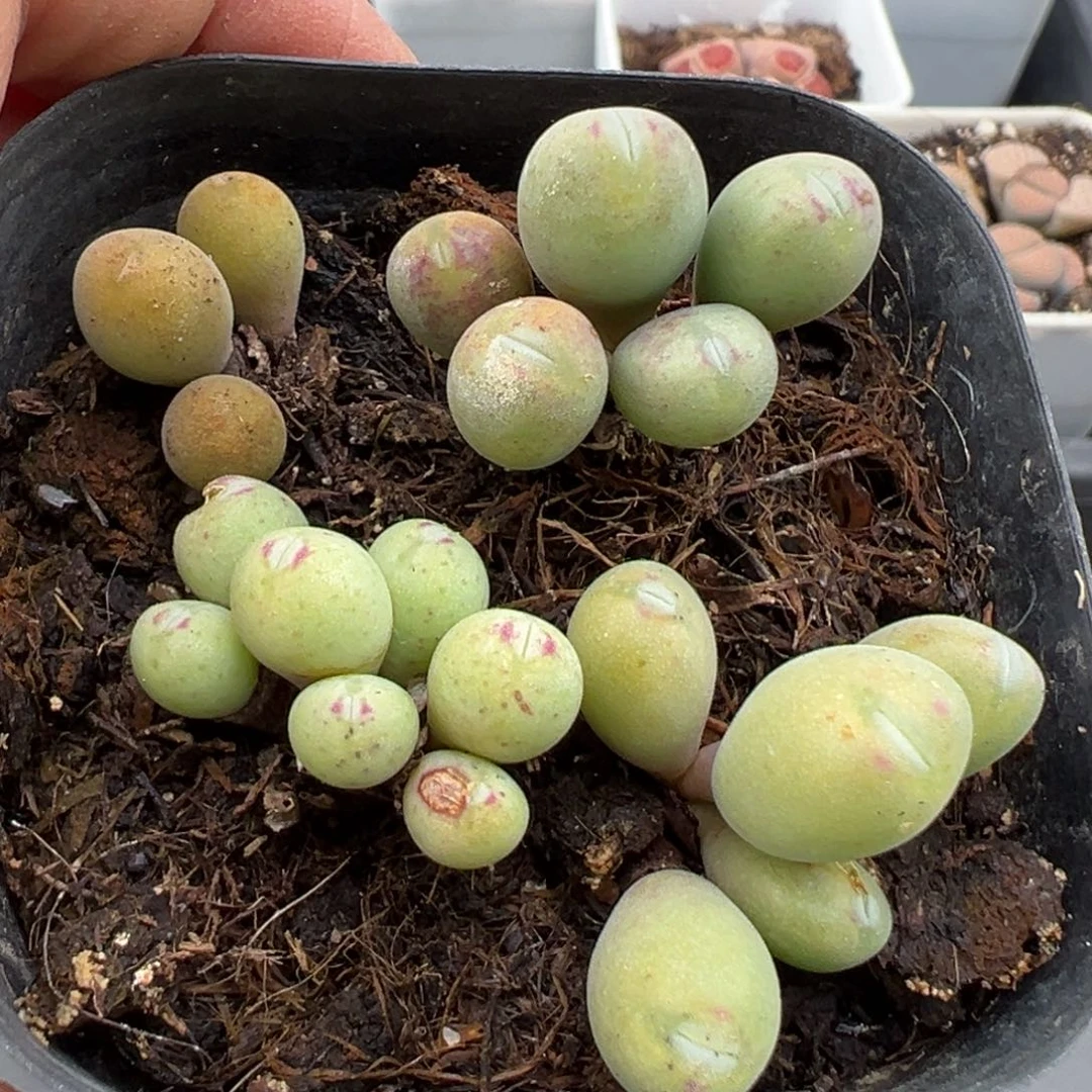 3.3好看的多肉脱土发货414