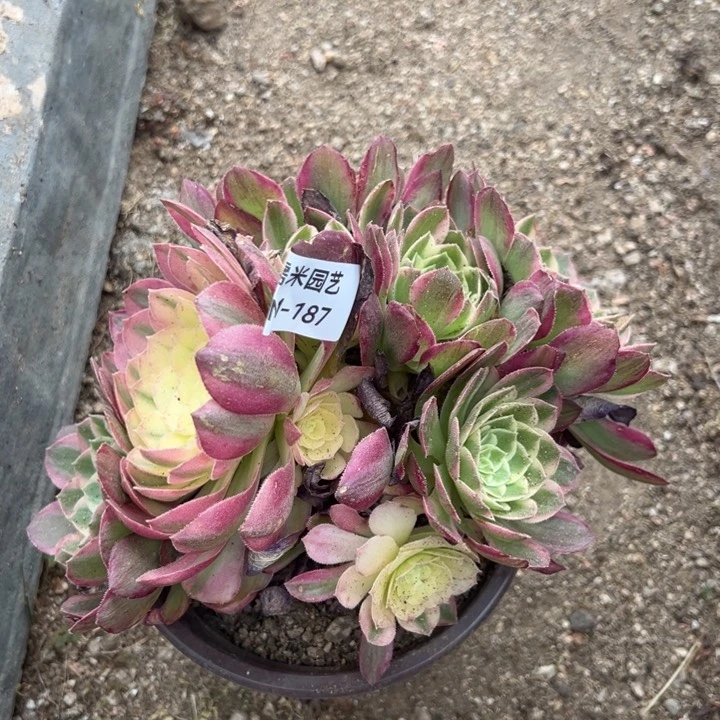 玉芙蓉绣球多肉植物187