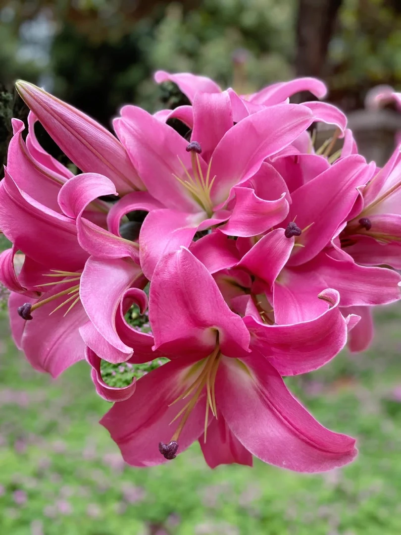 （小谢）普拉芬多百合  顺丰包邮