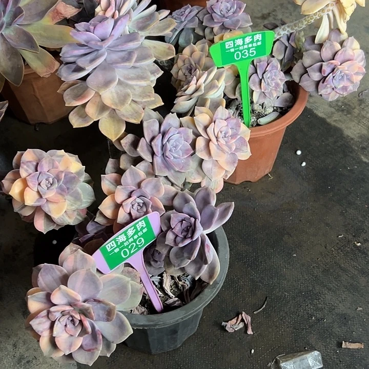 红***叶紫乐多肉植物029035