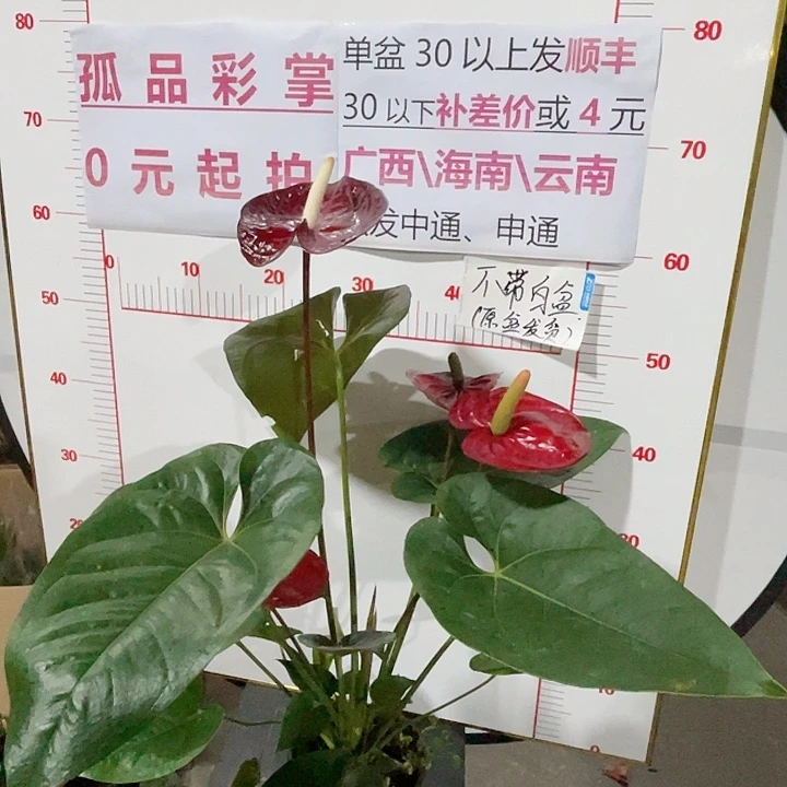 完全开放红掌孤品号28