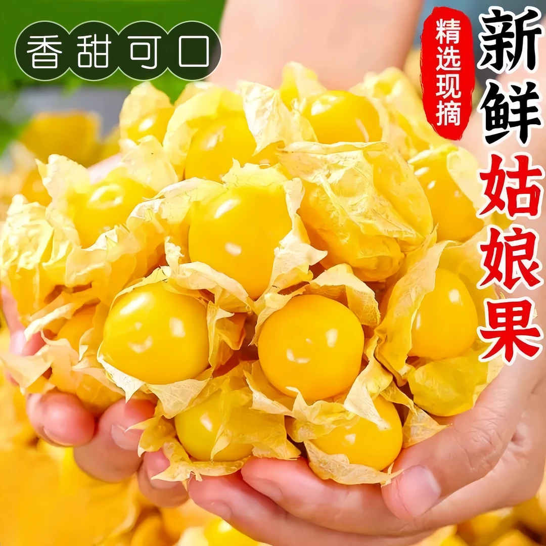 现摘东北菇娘果新鲜当季水果