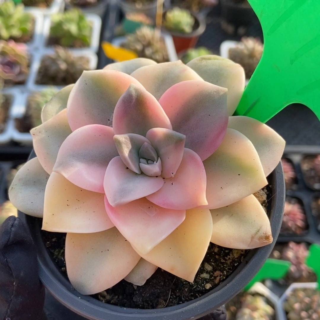 979紫乐锦多肉植物保护