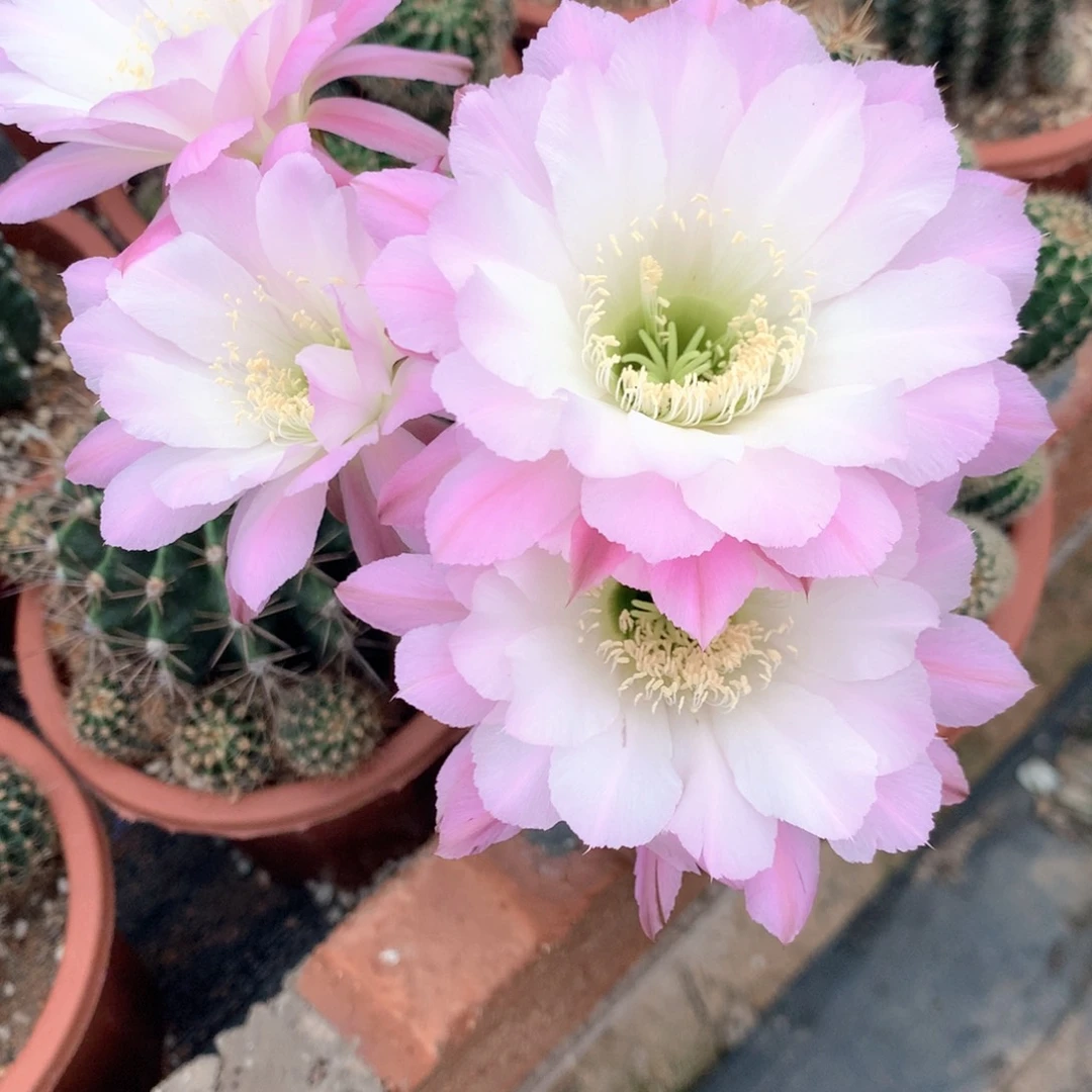 张*锤9702实生彩草15公分杯