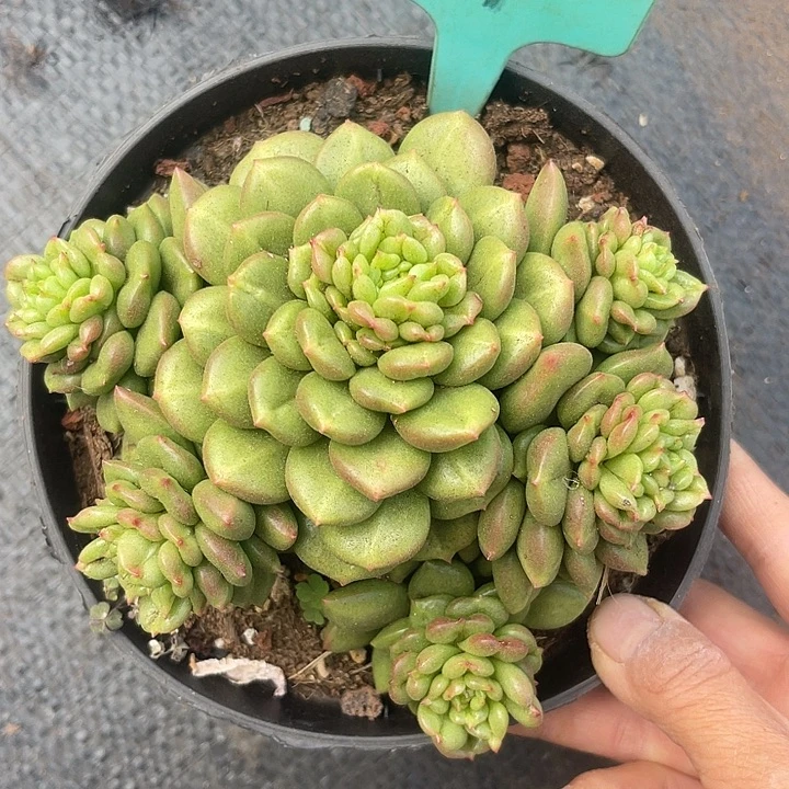 晨语多肉，一物一拍苹果花1