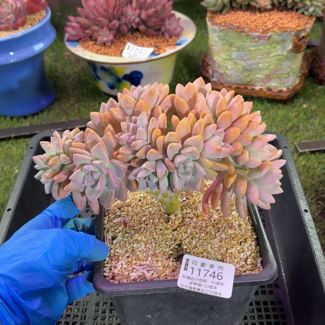 多肉植物11746（gft