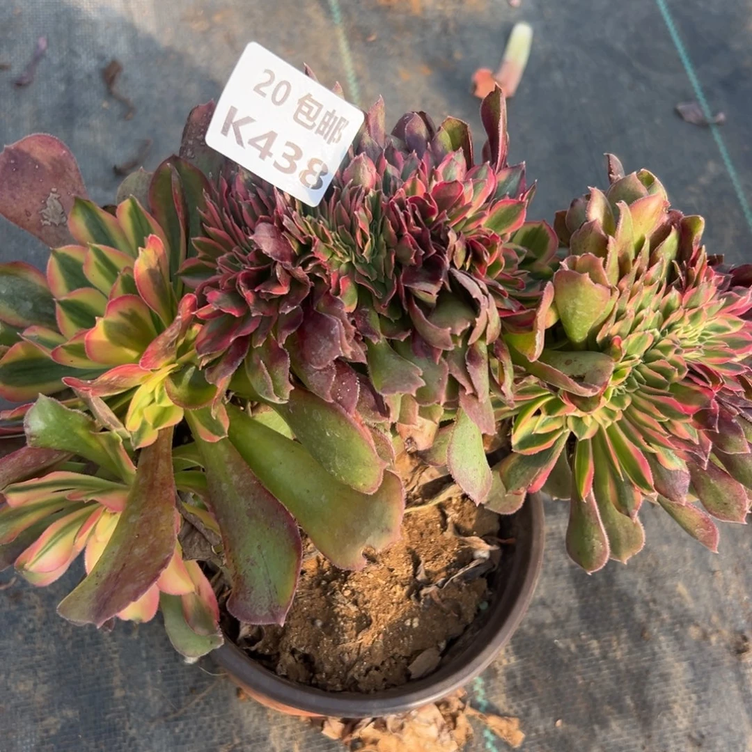 438红秀缀，满20包邮