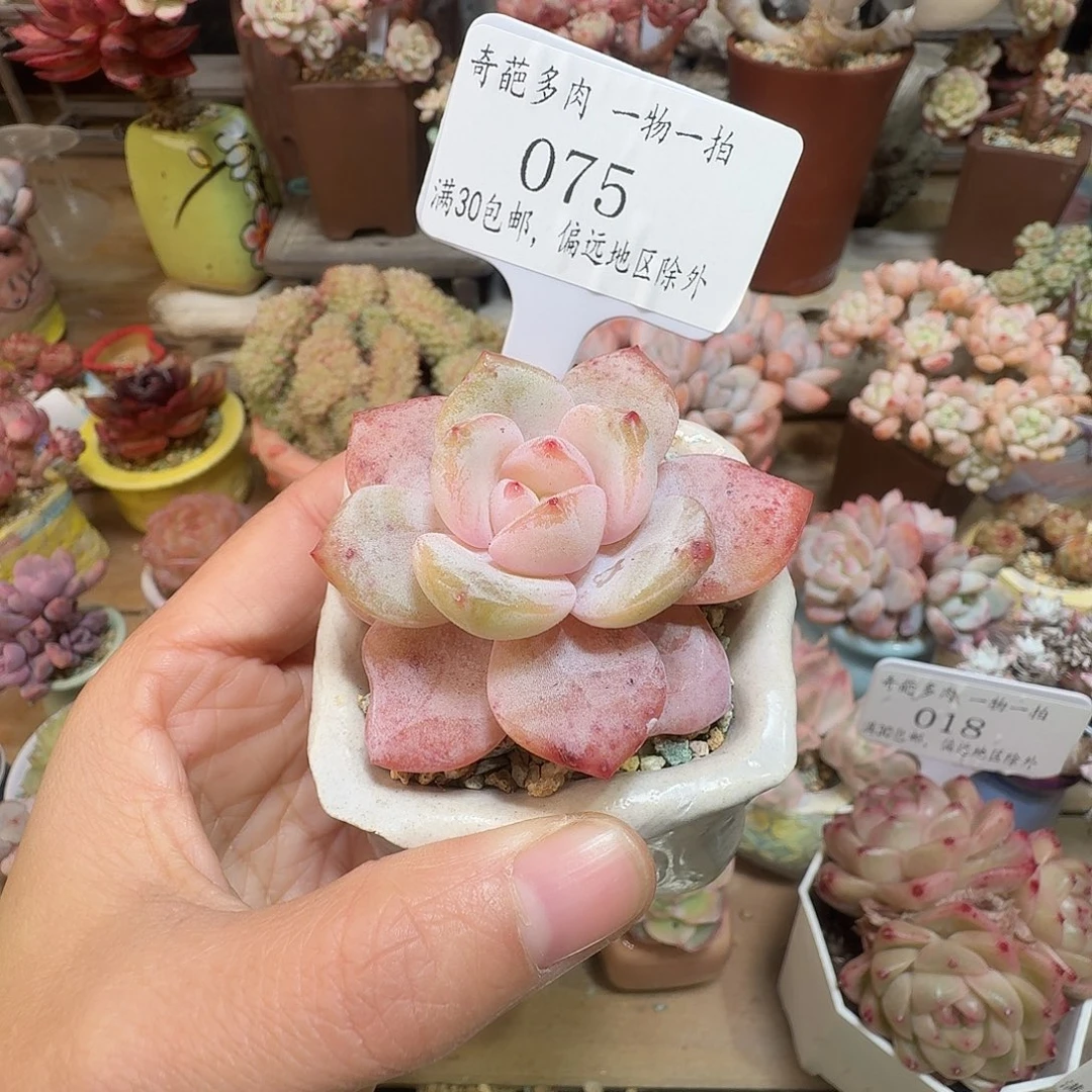 075 多肉含盆土哈哈哈哈
