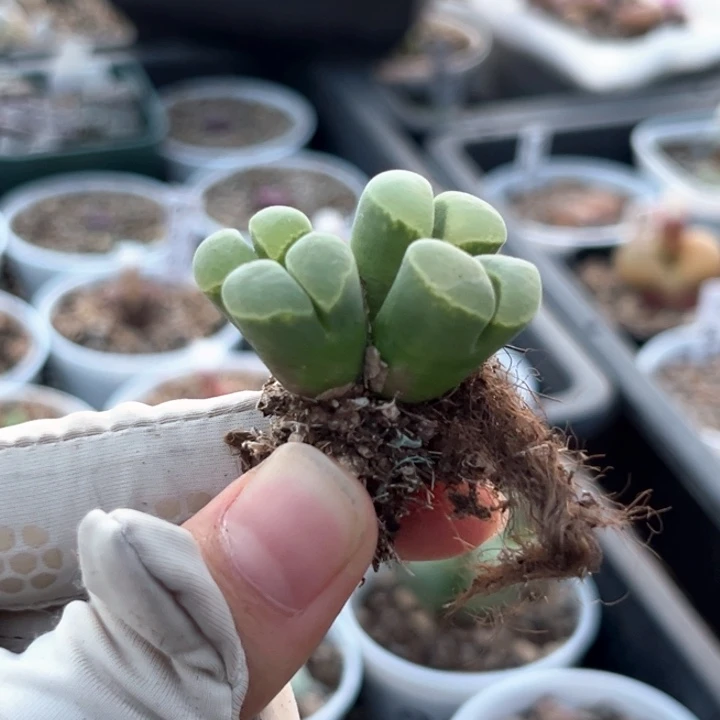 迪****318号四头风铃福利