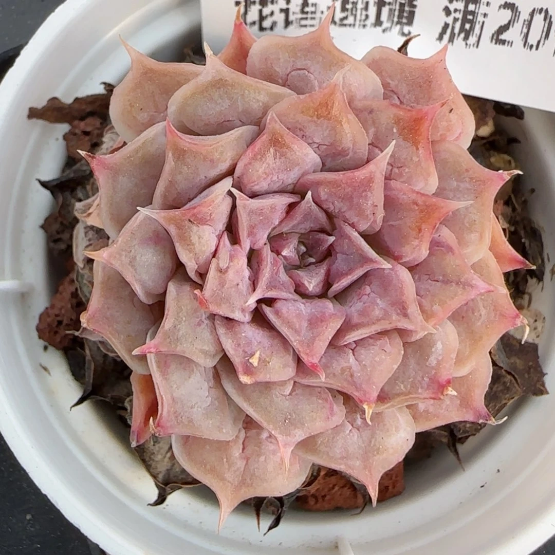 花语逸境0221-112