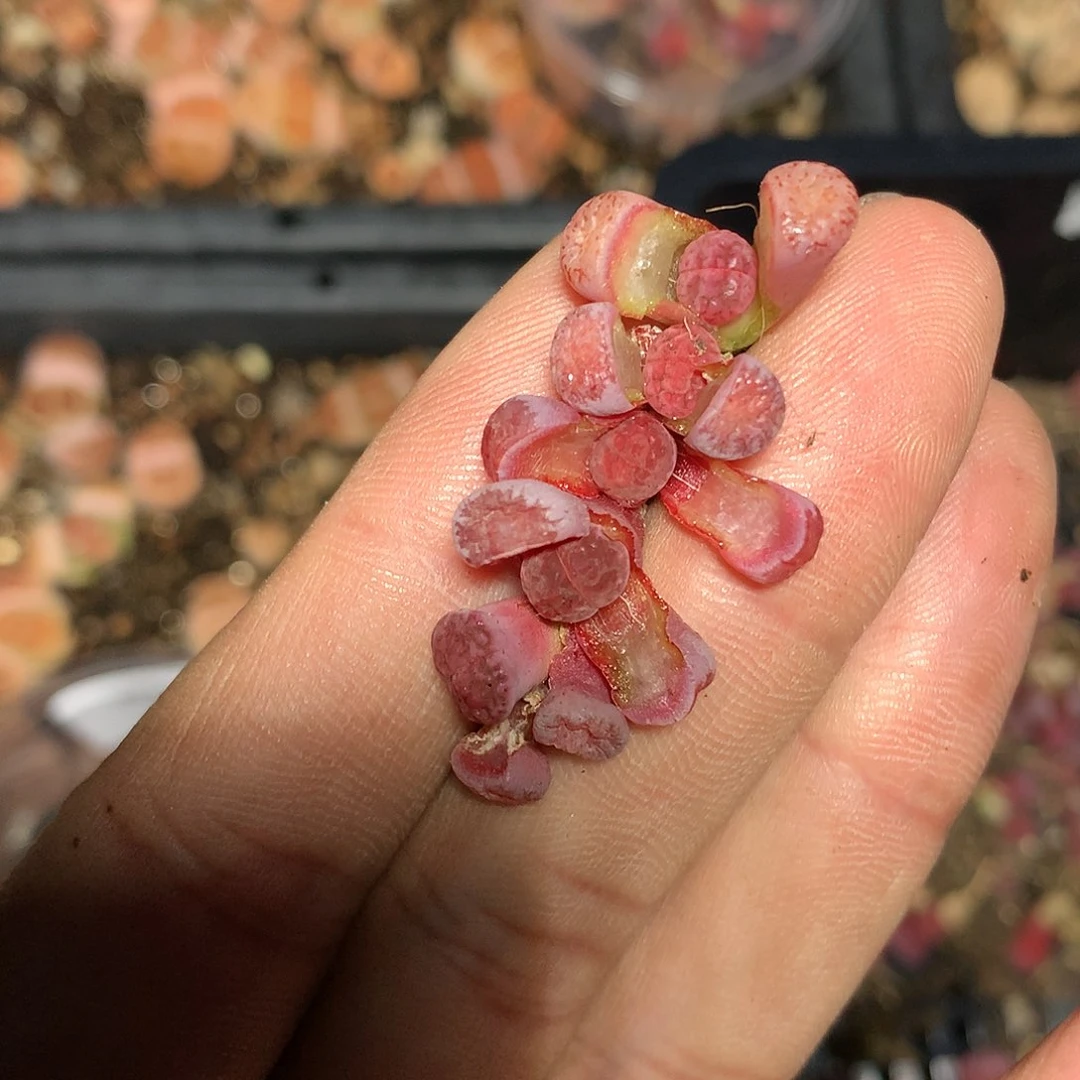W504多肉植物保护