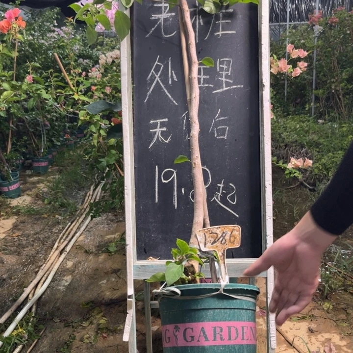 无花朵三角梅三角梅1286