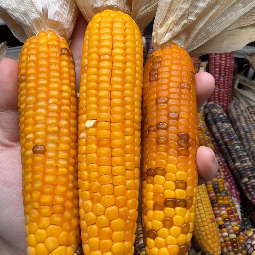 赫***粒柏香籽/百香籽吊坠