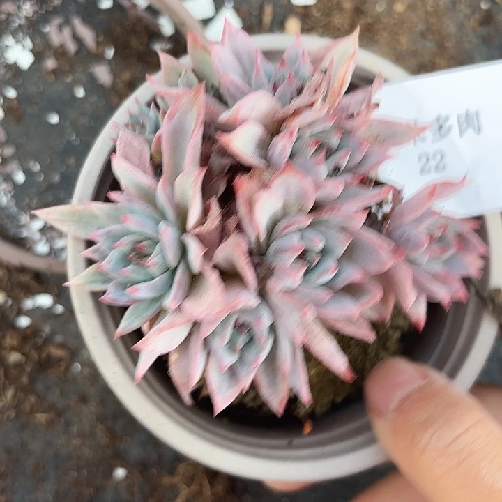 闪购22呀呀呀呀呀呀