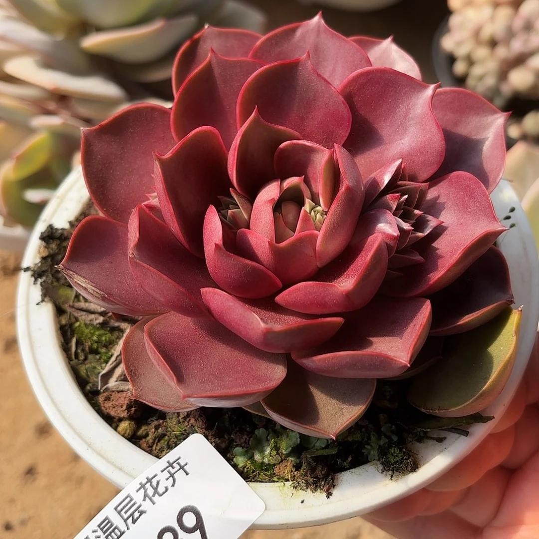 同温层多肉红灯39