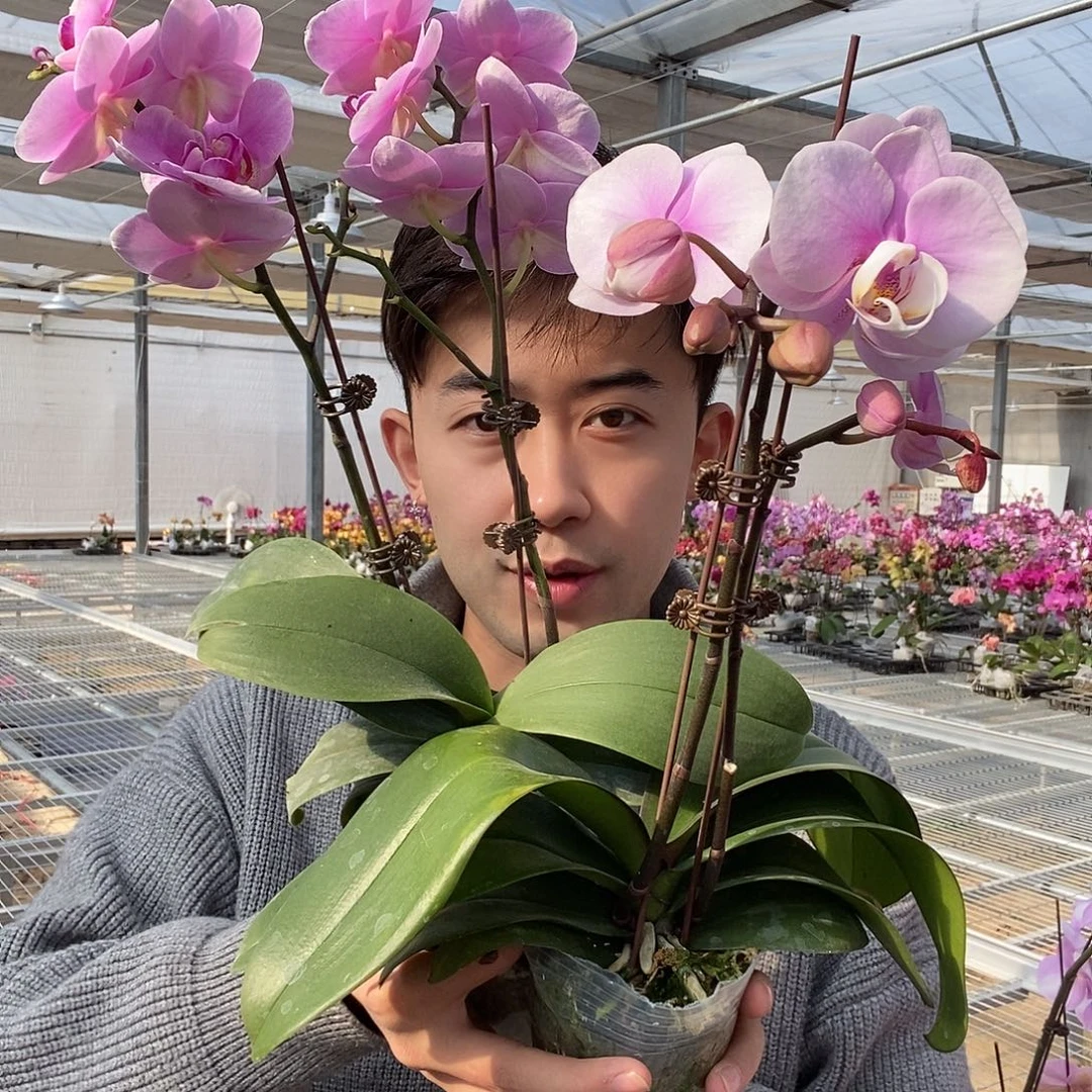 完全开放随机小花两颗保苗不售后