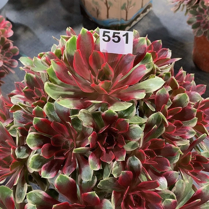 芸***汐多肉法师幻纱55100