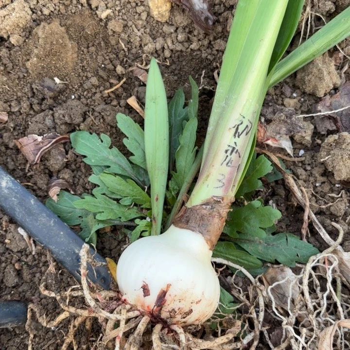 无花朵初恋包对版