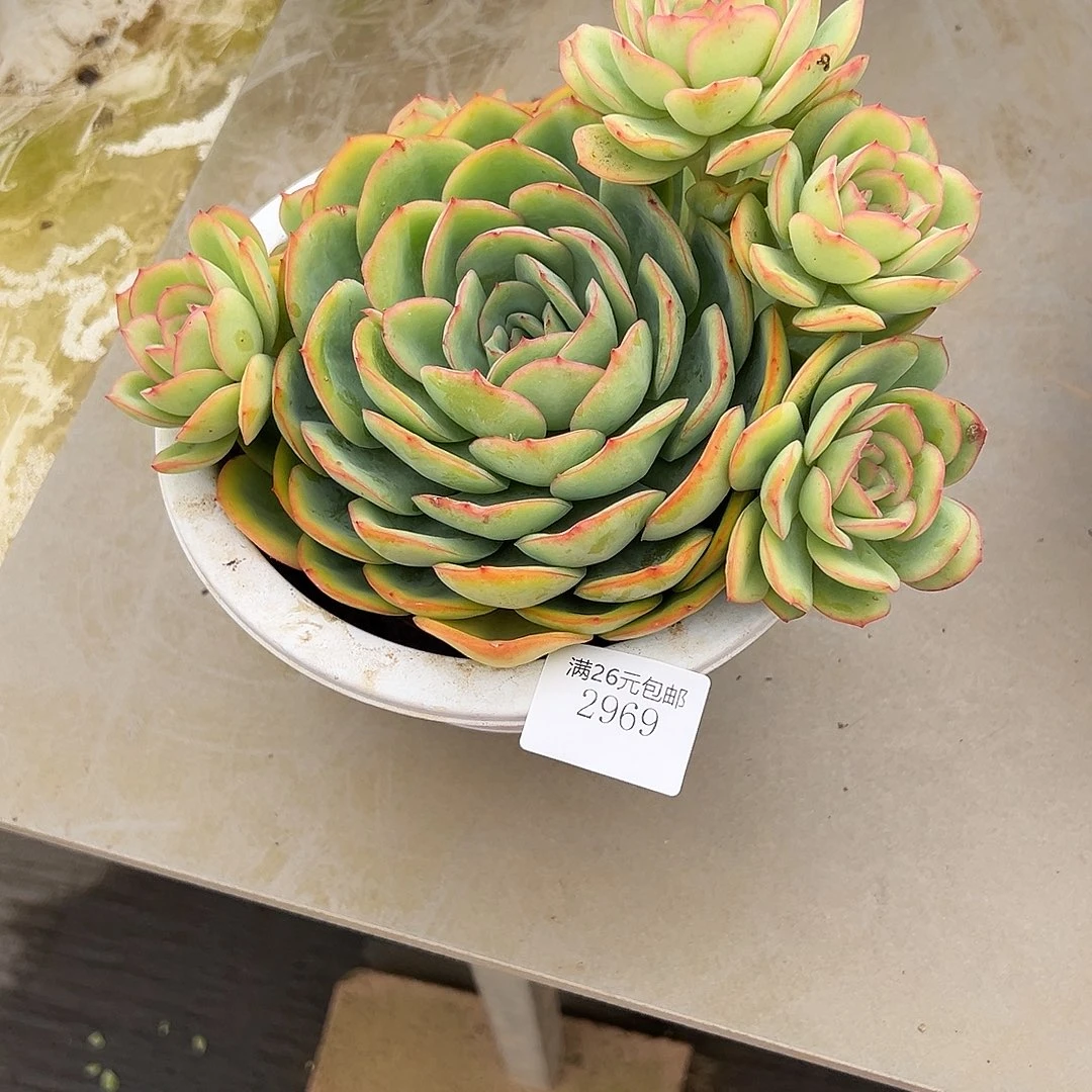 雪***晴2969晨露多肉植物