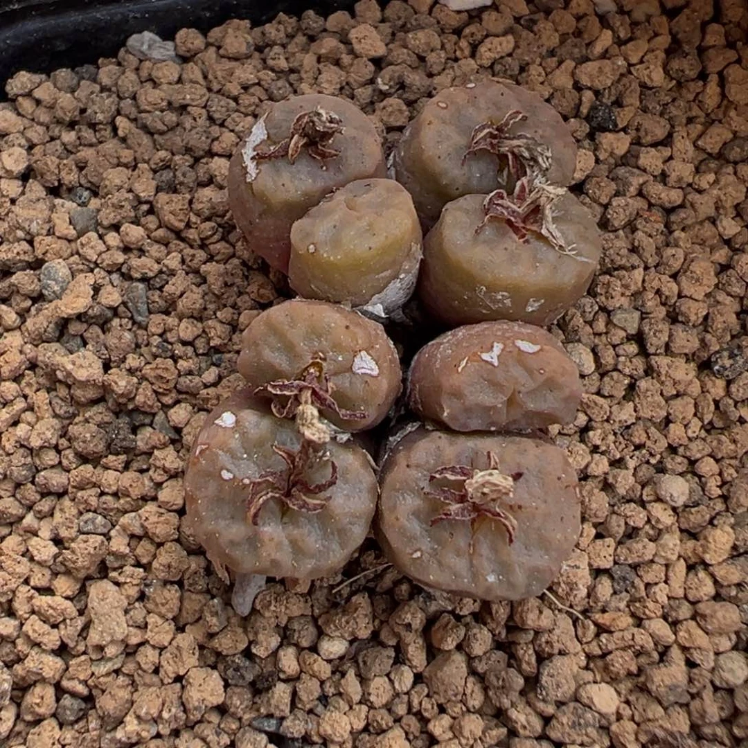 27-44烧麦多肉植物