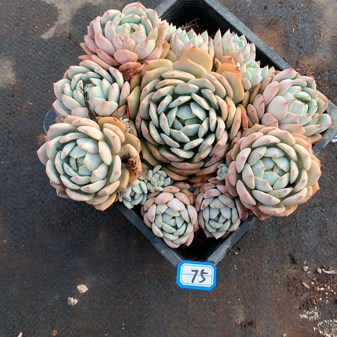 75蓝眼睛 一物一拍多肉