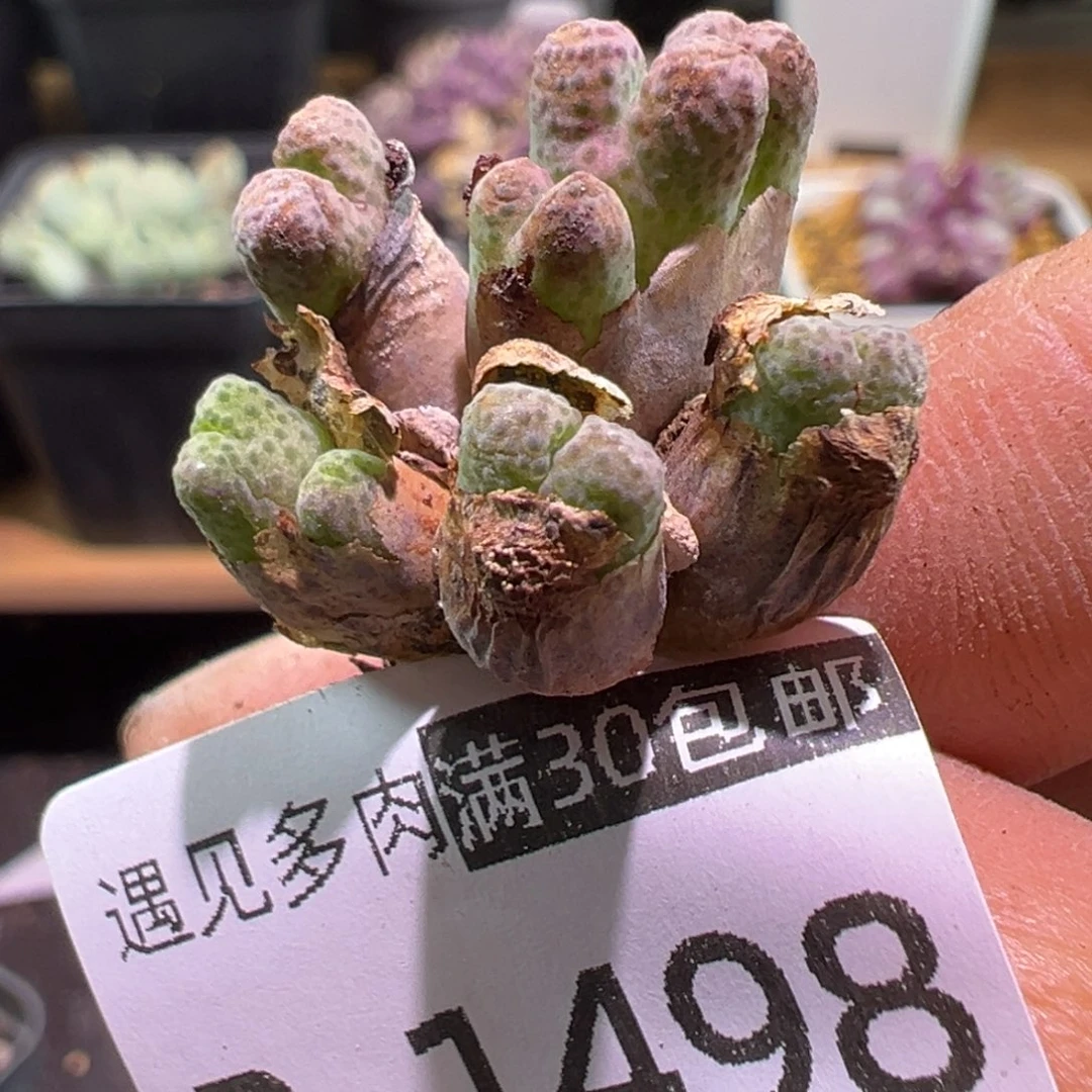 多肉植物1111111111111