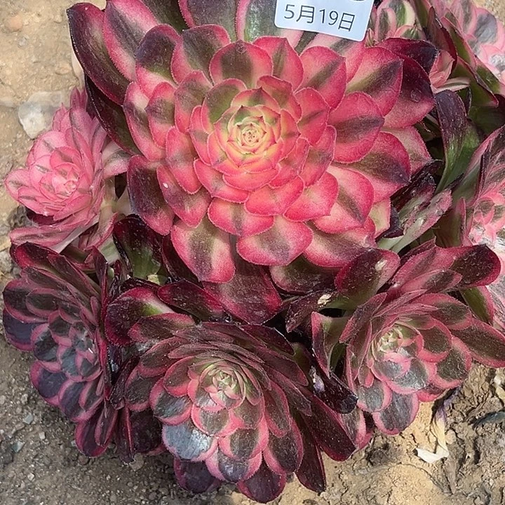 5.19-53海神多肉植物2
