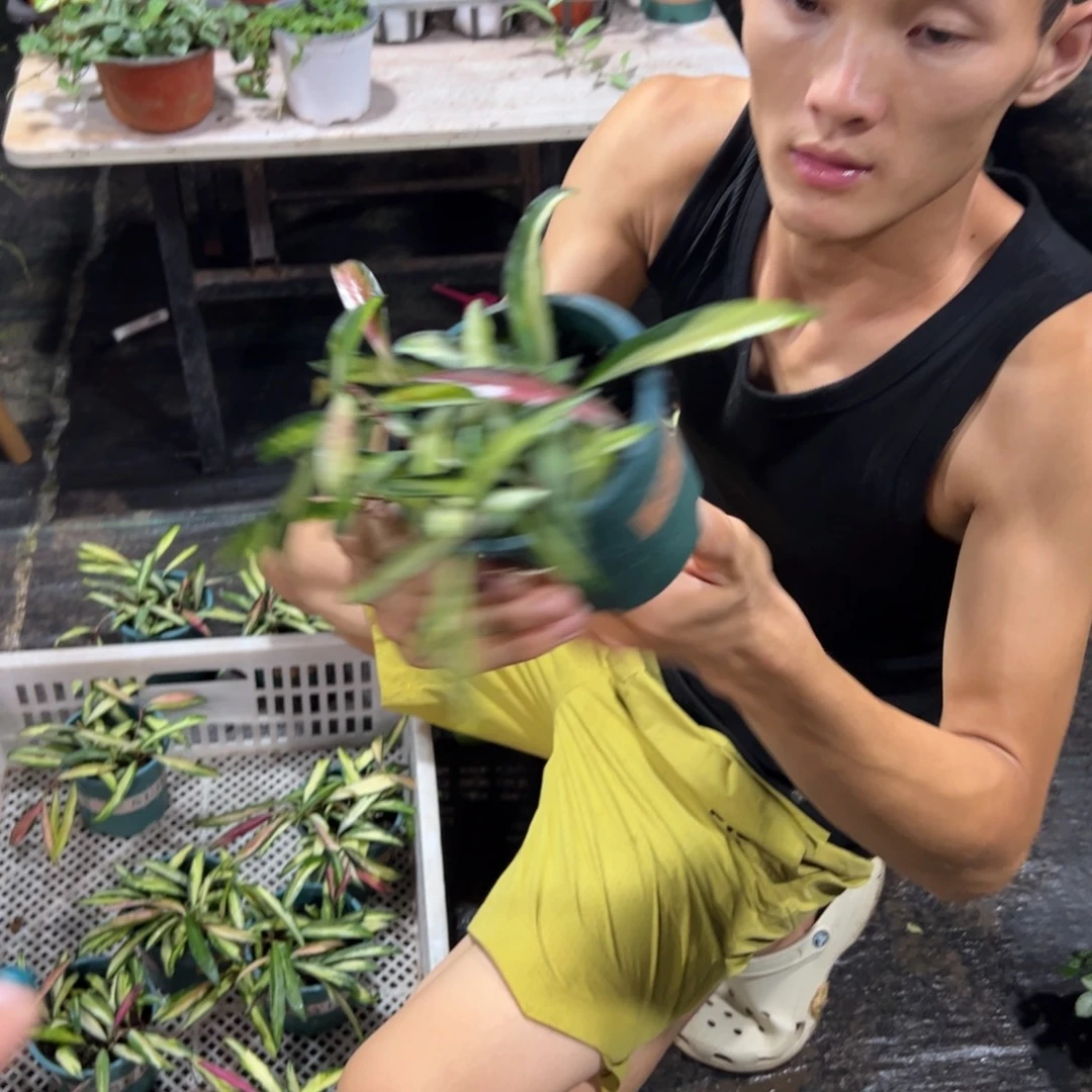 R***红无花朵小冰糖球兰