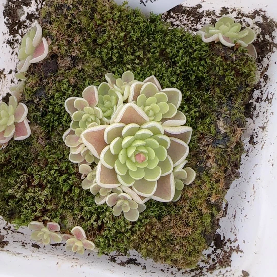 花语多肉1214-122爱丽丝