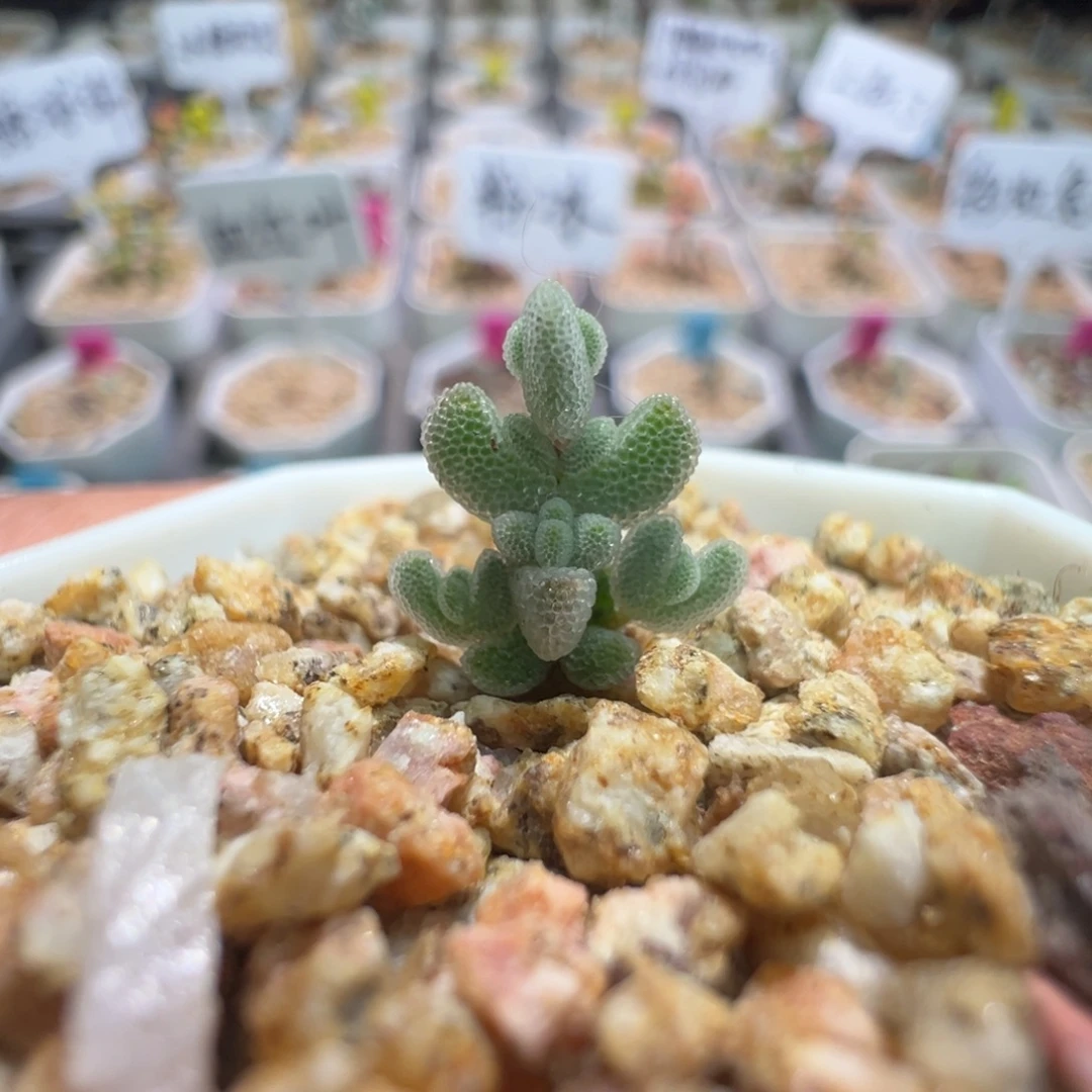 尺寸小，1607实生月曲，拍下不退不换