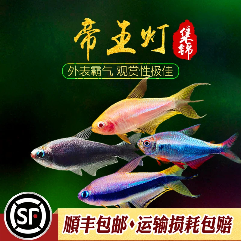 帝王灯鱼南美小型灯科鱼热带鱼淡水观赏鱼缸群游鱼金帝王黑帝王灯