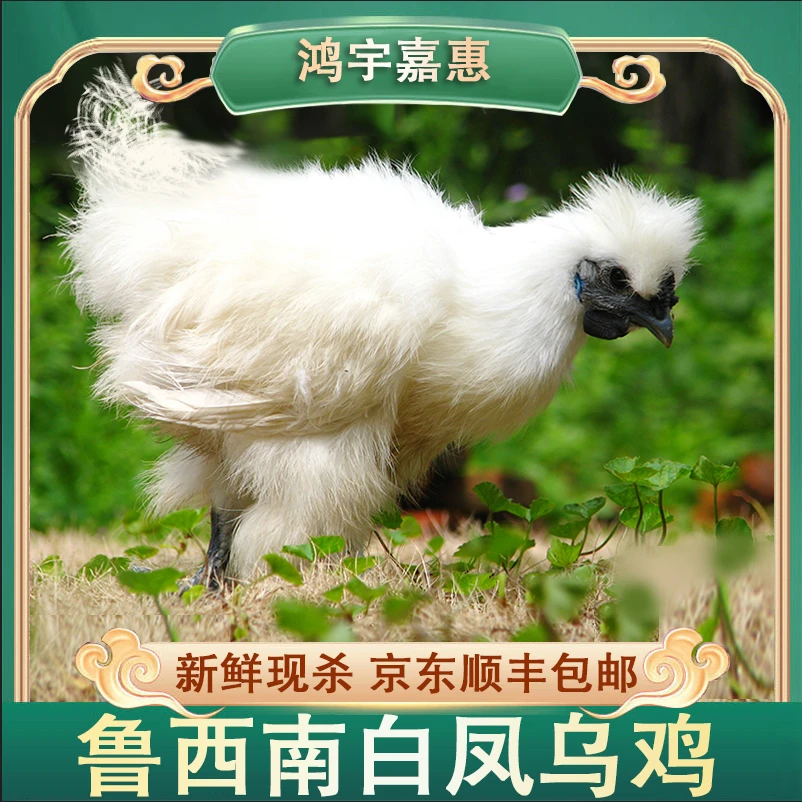 放养半年白凤乌鸡 净膛 三只净重5.7斤