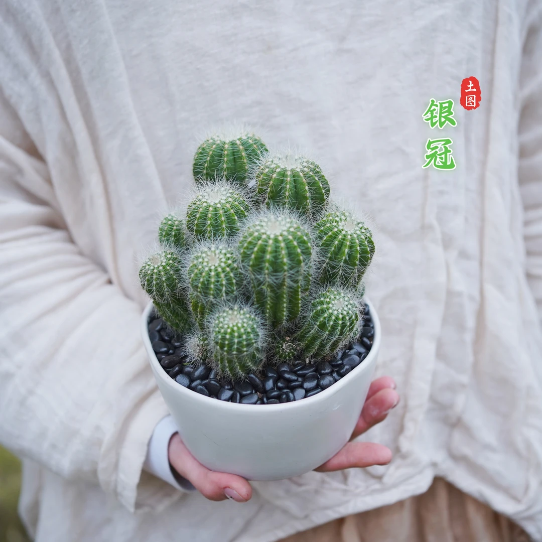 银冠懒人好养多肉四季植物自根吸甲醛耐寒热阳台办公室桌面