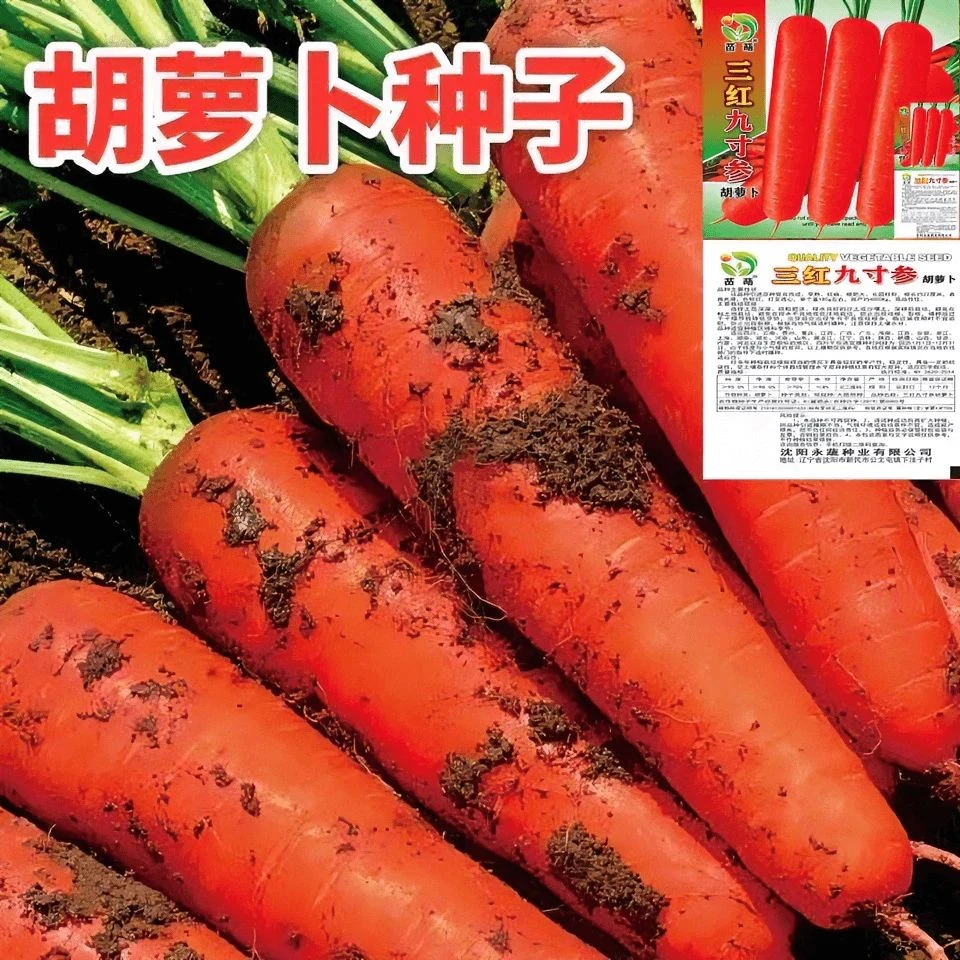 三红胡萝卜非转基因蔬菜萝卜菜籽脆甜春秋