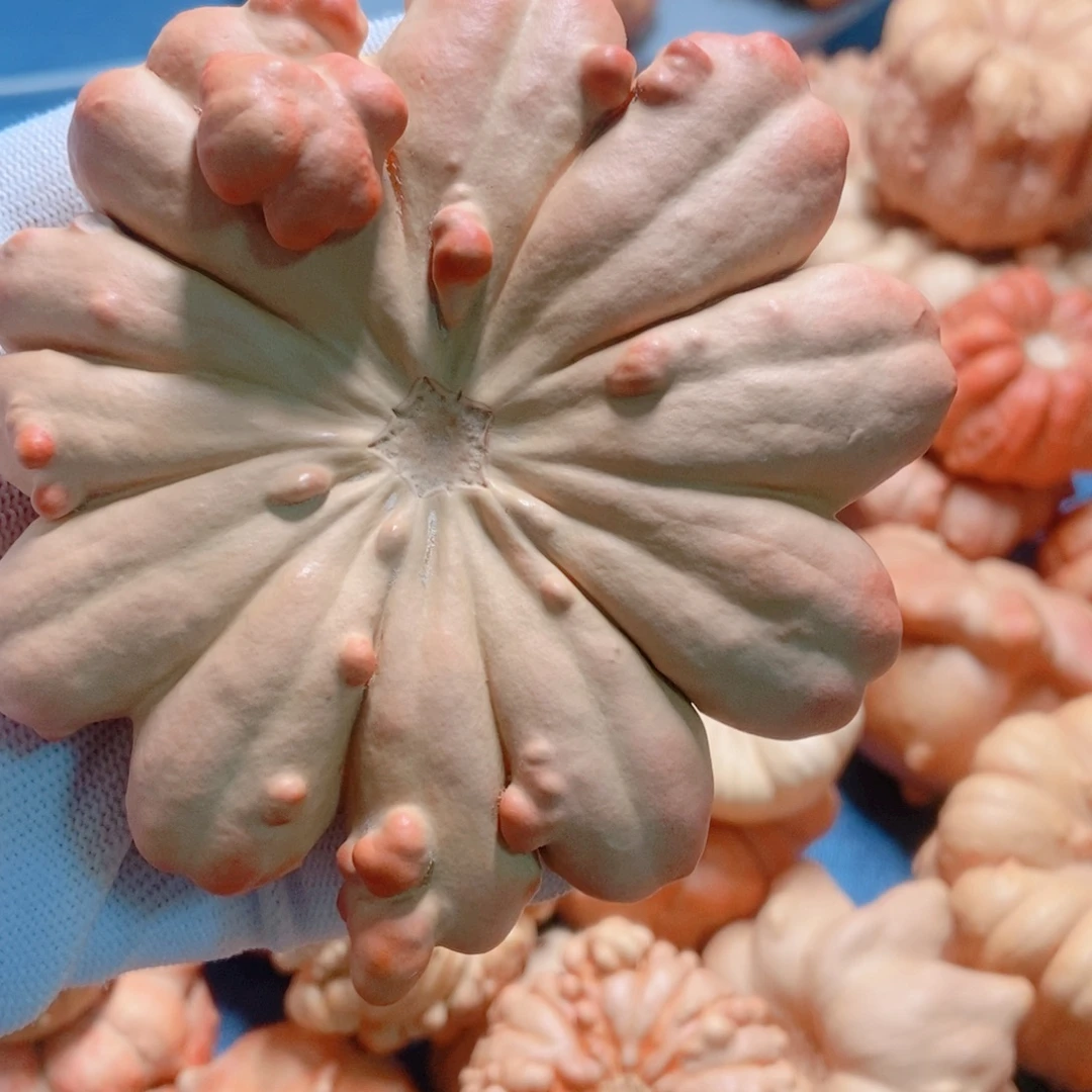 冷***∞葫芦墨西哥七彩疙瘩葫芦