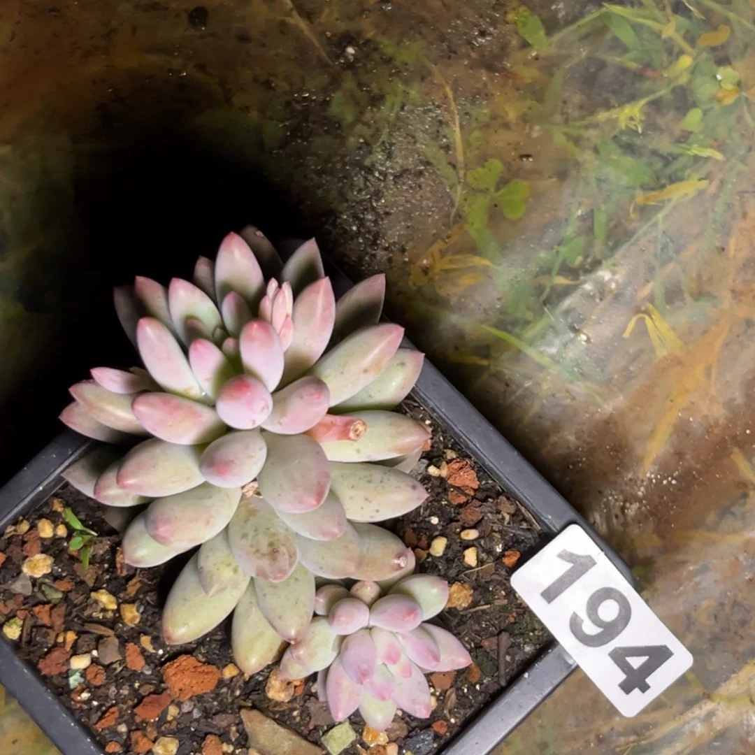 多肉植物美人缀194