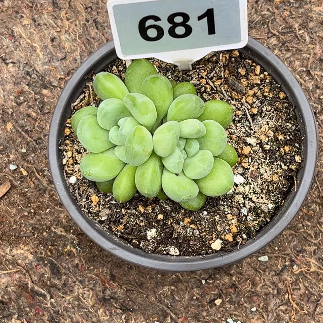 多肉植物x系美人冰河个体681