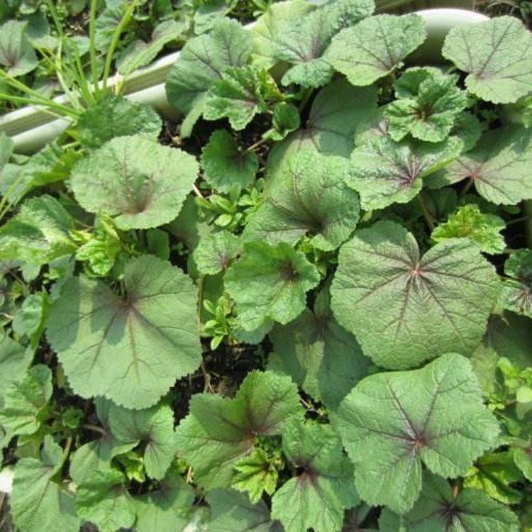 糯米冬寒菜种子四季种植冬寒菜蔬菜种子苋菜阳台菜园盆栽均可种植